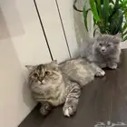 للتبني