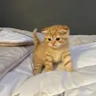 كيتن سكوتش ذكر للبيع