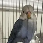 ببغاء روز للبيع 300 ريال