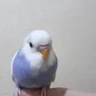 فروخ بادجي