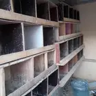 حمام قطيفي .وعشه .ورفوف للبيع الخرج