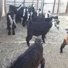تيوس عوارض منادي