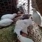 سمان تكساس