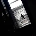 طير ياسمين طائفي للبيع
