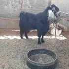 فحول تيوس عوارض