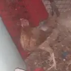 دجاج افرق تاج
