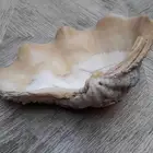 طفاية صدف بحر طبيعي