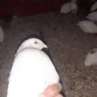 سمان تكساس