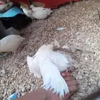 سمان تكساس