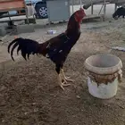 ديك سندي