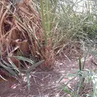 لصيانه النخيل بجميع انواعه وتوريد الفروخ