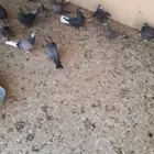 حمام قطايف للبيع بالخرج