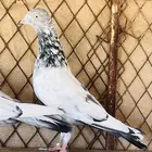 جوز سهران بوري فاخر