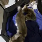 قطط لتبني
