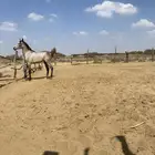 مهره شعبي كفو