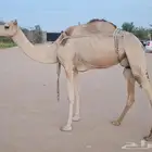 عشرا معها قعود عمره فوق 7 شهور