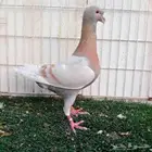 فحل هومر كريمي بار تم البيع
