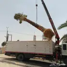نخل بجميع الاحجام