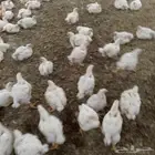 دجاج لاحم حي