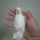 روز اليف