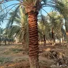 يوجد لدينا عمال تكريب تحويض جريد