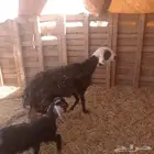 سلام عليكم ورحمه الله وبركاته