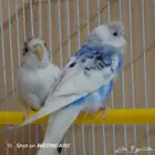 طيور حب مع قفص 600.انتاج محلي صحه ممتازه