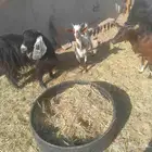 تيس جنوبي عليه 800 و البيع قريب