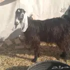 عنز ثنيه مضرع لها شهرين