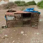ابحث عن سياره. للبيع