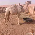 حاشي طيب ب الحيل