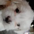 كلب مالتيز ميني