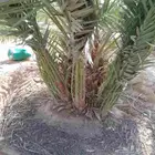 نخل مجدول سكري اخلاص برحي