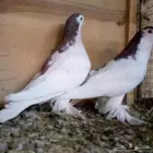 لاهوري مميز باللون طفره