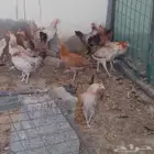 دجاج بشاير للبيع العدد 14