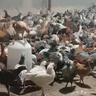 صوص للبيع العمر 52 يوم وعمر 42 يوم وعمر 25وم وعمر 9ايام