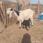 عنز والد معها تيس سنها تامه 1100