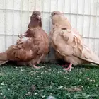زوج كشكشي مرتب تم البيع