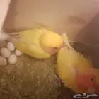 روز اليف ومنتج