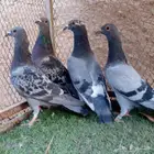 زواجل سباق قطع ب100 الجميع