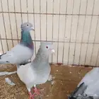 زوج زاجل معا فروخه