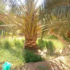 للبيع نخيل عربي مثمر نقايل وفسايل جميع المقاسات والانواع