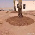 توريد وغرس النخل كما نقوم بتكريب وتحويض النخل