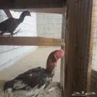 للبيع دجاج ديك باكستاني