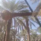 نخليل للبيع