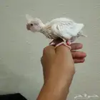 كروان اليف فروخ