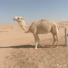 اعرض لك قعود شاق نابه علياني العرض الثاني ساحليه لقحه موطي