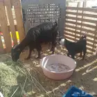 عنز والد تحتها جفره عليها 1350 من عرفلها