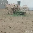 سبعه حشو للبيع