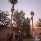 توريد وغرس النخل